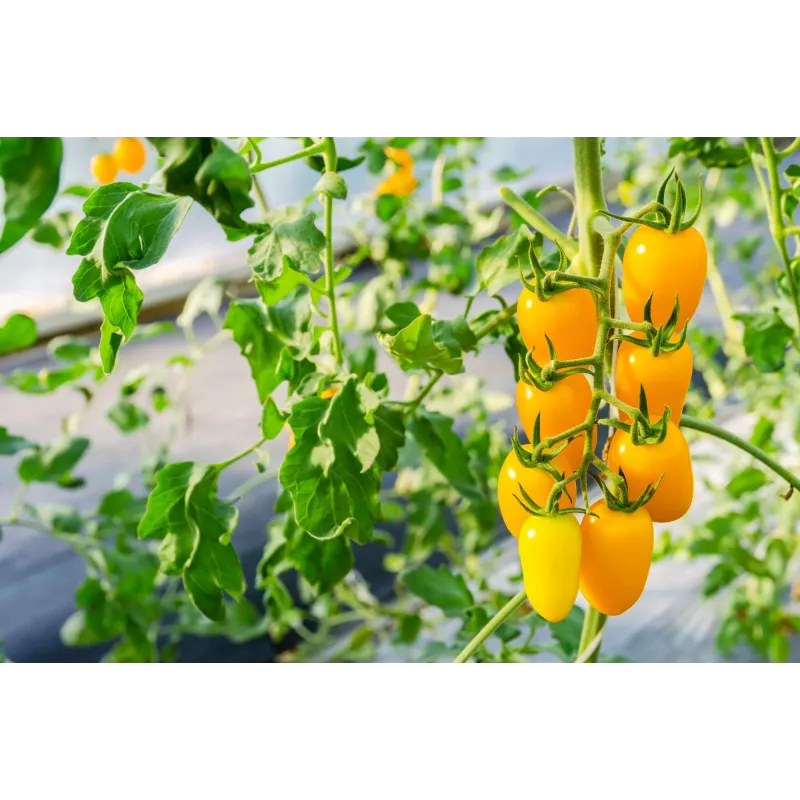 Semi di pomodoro ciliegino Perun Toraf, confezione da 0,5 g