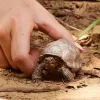 Statua, Schleich, WILD LIFE tartaruga gigante