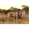Schleich WILD LIFE leone ruggente multicolore plastica da 3 anni