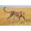 Personaggio Schleich WILD LIFE ghepardo femmina 14746