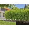 Sistema di irrigazione a goccia Gardena 13500-20