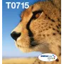 Epson multipack 4 colori T071 EasyMail, resa standard, nero, ciano, magenta, giallo, 7,4 ml, 5,5 ml, 1 pz., multipack