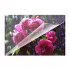 Pellicole per laminazione Olympia 9165