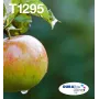 Epson Apple multipack 4 colori T129 EasyMail, nero, ciano, magenta, giallo, 11,2 ml, 7 ml, 1 pezzo, confezione multipla
