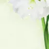 Carta per stampa A4 Sigel DP463 25 fogli verde bianco