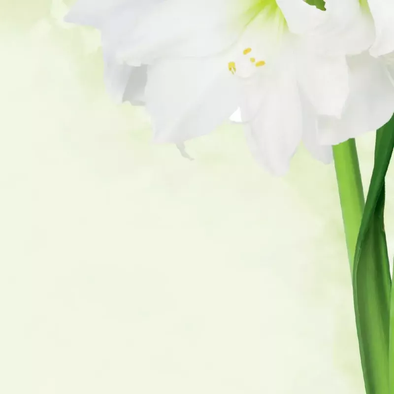 Carta per stampa A4 Sigel DP463 25 fogli verde bianco
