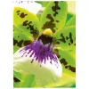 Carta inkjet Avery Premium A4 250 g bianca satinata opaca