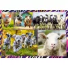 Puzzle TREFL Funny — 4 x 250 pezzi, set a tema per bambini