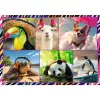 Puzzle TREFL Funny — 4 x 250 pezzi, set a tema per bambini