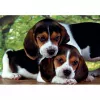 Clementoni High Quality Collection Close Together Puzzle 500 pz. Animali