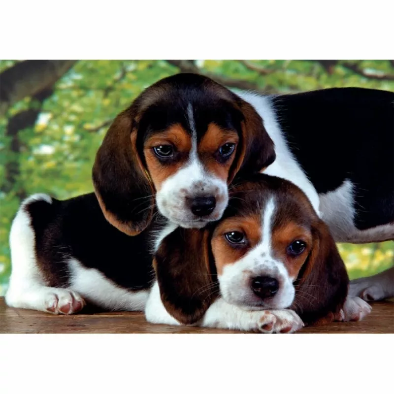 Clementoni High Quality Collection Close Together Puzzle 500 pz. Animali