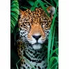Clementoni High Quality Collection Jaguar im Dschungel Puzzle 500 pezzi Animali