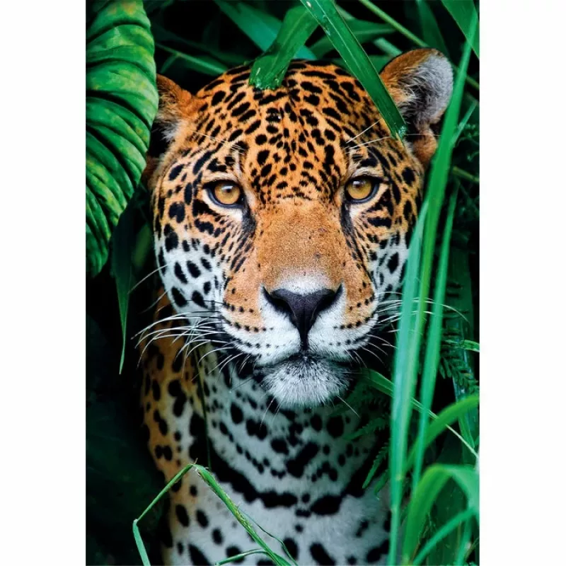 Clementoni High Quality Collection Jaguar im Dschungel Puzzle 500 pezzi Animali