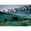 Clementoni Pinguini Puzzle 1000 pz. Animali