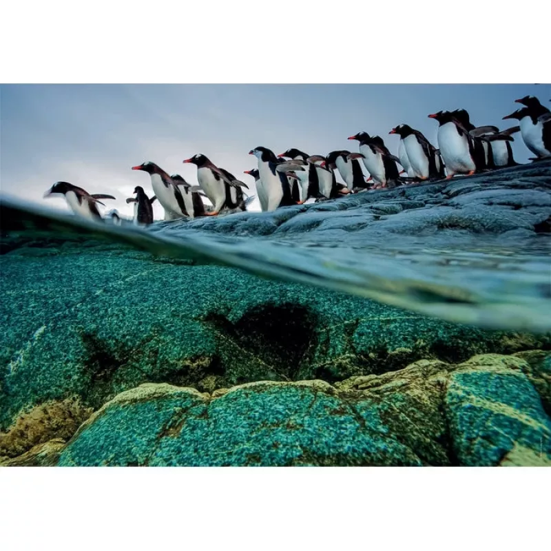 Clementoni Pinguini Puzzle 1000 pz. Animali