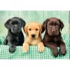 Clementoni High Quality Collection 39946 Puzzle 1000 pz. Animali