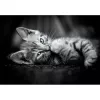 Clementoni High Quality Collection 39950 Puzzle 1000 pz. Animali