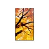 Sharp MultiSync M652 display professionale 65