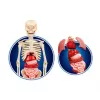 Clementoni Science Fun Corpo Umano Lingua Polacca 60249