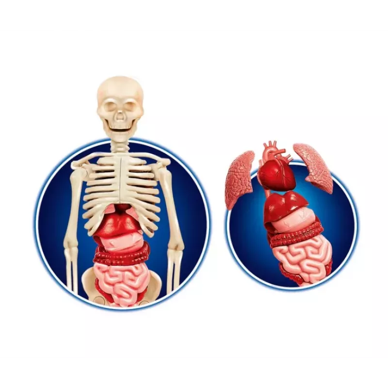 Clementoni Science Fun Corpo Umano Lingua Polacca 60249