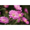 Canon RF-S 55-210mm F5-7.1 IS STM teleobiettivo zoom