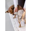 PALOPA mutandina riutilizzabile per cani per calore e incontinenza, Taupe, taglia M
