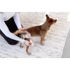 PALOPA pannolino riutilizzabile per cani per calore e incontinenza, Glan Taupe, taglia L