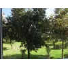 SUNNYLIFE Filtro polarizzatore circolare CPL per Insta360 GO 2 / GO 3
