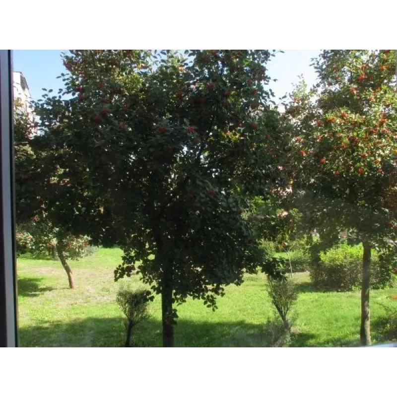 SUNNYLIFE Filtro polarizzatore circolare CPL per Insta360 GO 2 / GO 3