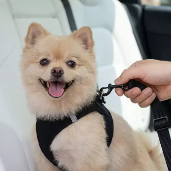 SPIGEN PS100 supporto universale per cintura di sicurezza per animali nero