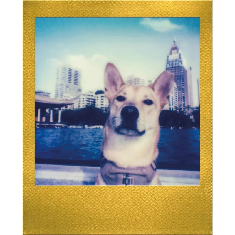 Polaroid Go / Go Gen 2 pellicola istantanea - 16 scatti - cornice dorata