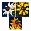 Mould King Sunflower Potted 24111 Set di costruzioni (854 pezzi)