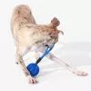 Cheerble Wicked Ball Air Rope giocattolo per cani, Royal Blue