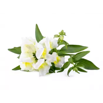 Click & Grow Smart Garden ricarica, 3 capsule di piante (SGR78X3)