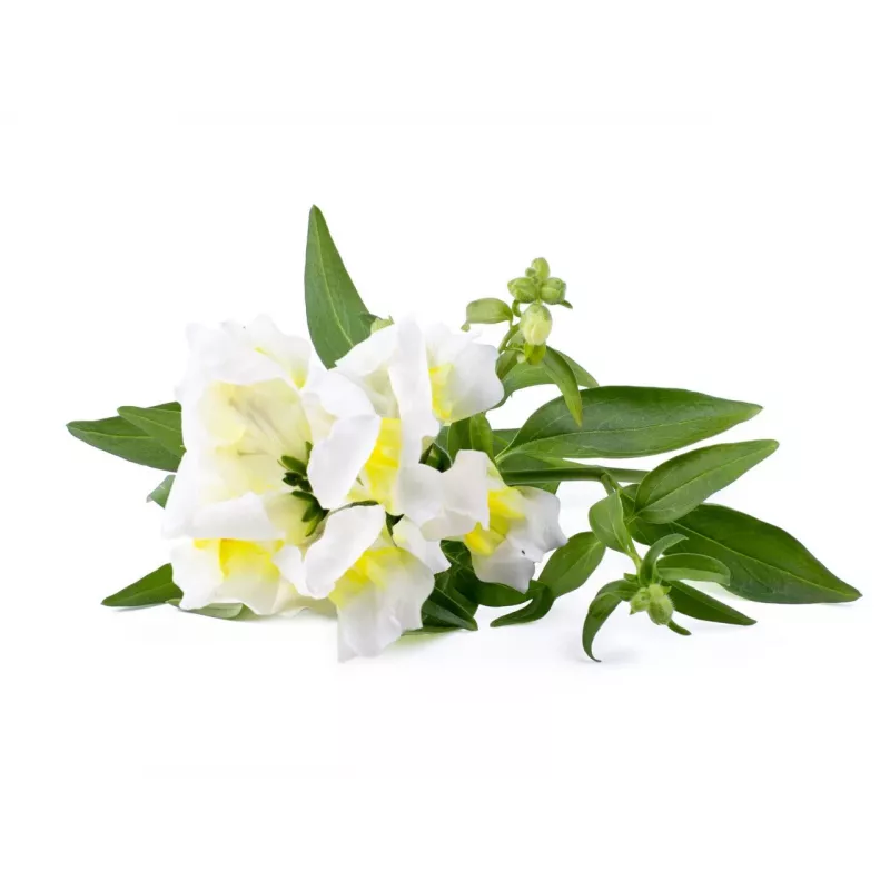 Click & Grow Smart Garden ricarica, 3 capsule per piante (SGR78X3)