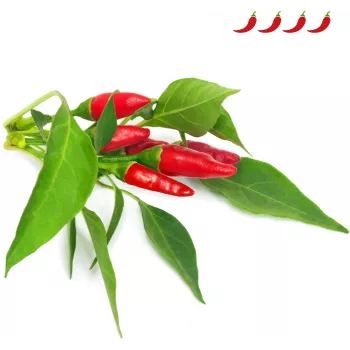 Click & Grow Piri-Piri-Chili capsule per piante per Smart Garden, confezione da 3 (SGR67X3)