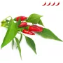 Click & Grow Piri-Piri-Chili capsule per piante per Smart Garden, confezione da 3 (SGR67X3)