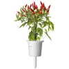 Click & Grow Piri-Piri-Chili capsule per piante per Smart Garden, confezione da 3 (SGR67X3)