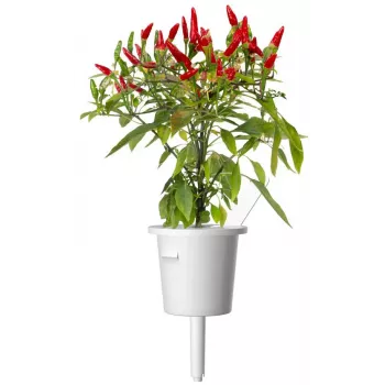 Click & Grow Piri-Piri-Chili capsule per piante per Smart Garden, confezione da 3 (SGR67X3)