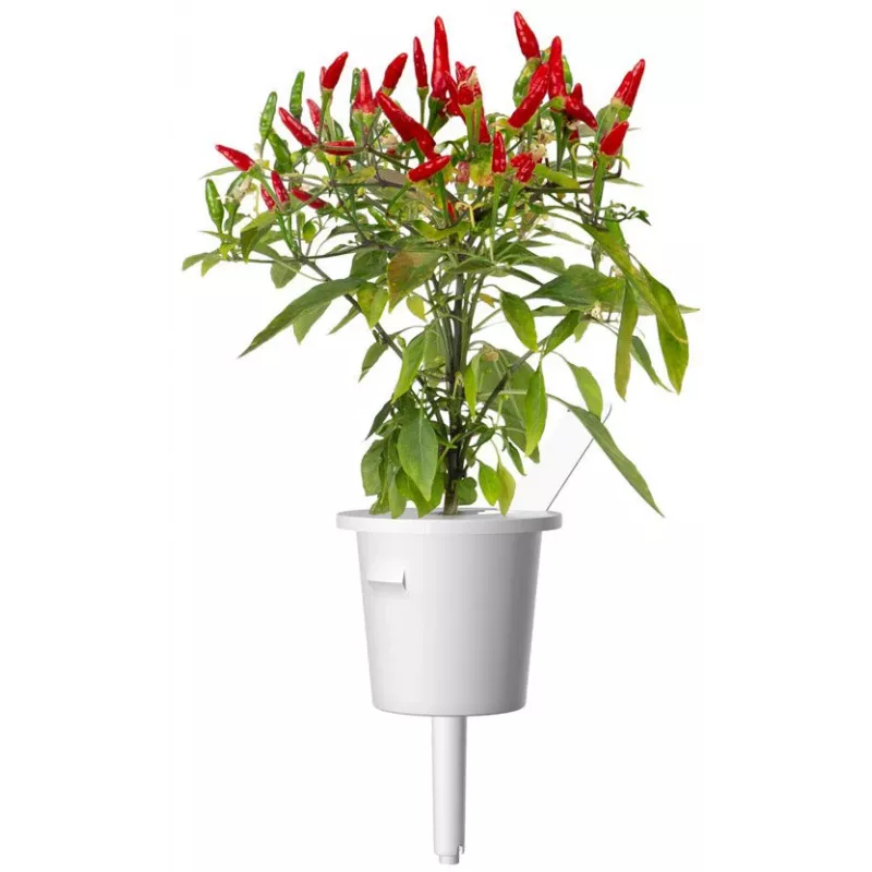 Click & Grow Piri-Piri-Chili capsule per piante per Smart Garden, confezione da 3 (SGR67X3)