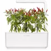 Click & Grow Piri-Piri-Chili capsule per piante per Smart Garden, confezione da 3 (SGR67X3)