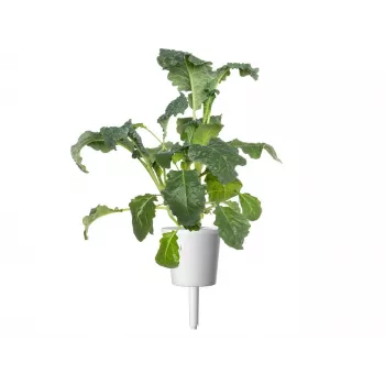 Click & Grow Smart Garden ricarica, 3 capsule di piante (SGR86X3)