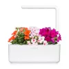 Click & Grow Smart Garden ricarica di impatiens, 3 capsule per piante (SGR1X3)
