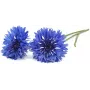 Click & Grow fiordaliso capsule per piante per Smart Garden, confezione da 3 (SGR36X3)
