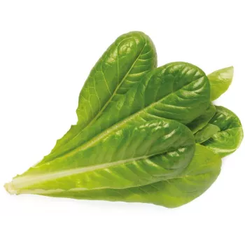 Click & Grow SGR50X3 insalata capsule per piante ricarica (confezione da 3)