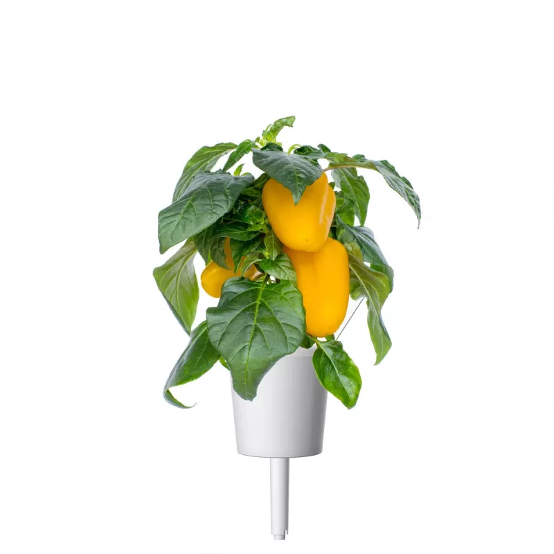 Click & Grow Smart Garden ricarica di peperone giallo, 3 capsule per piante (SGR53X3)
