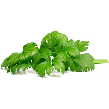 Click & Grow capsule di sedano da taglio per Smart Garden, confezione da 3 (SGR97X3)