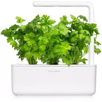 Click & Grow capsule di sedano da taglio per Smart Garden, confezione da 3 (SGR97X3)