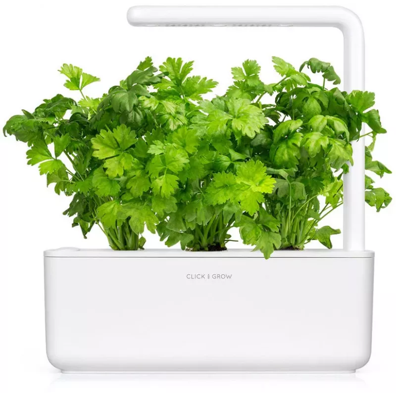 Click & Grow capsule di sedano da taglio per Smart Garden, confezione da 3 (SGR97X3)