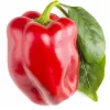 Click & Grow SGR63X3 Smart Garden 3 ricarica capsule di piante (3 capsule, biodegradabili, pre-piantate, Smart Soil)